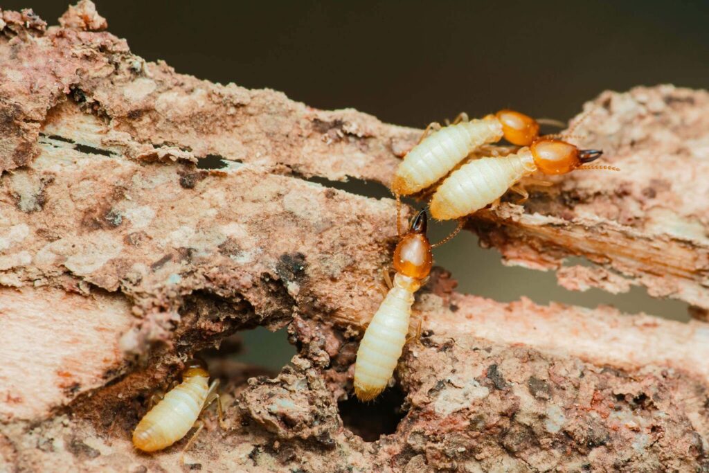 four termites eating wood