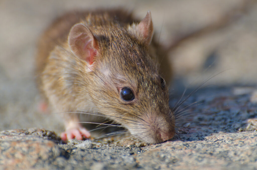 house mouse