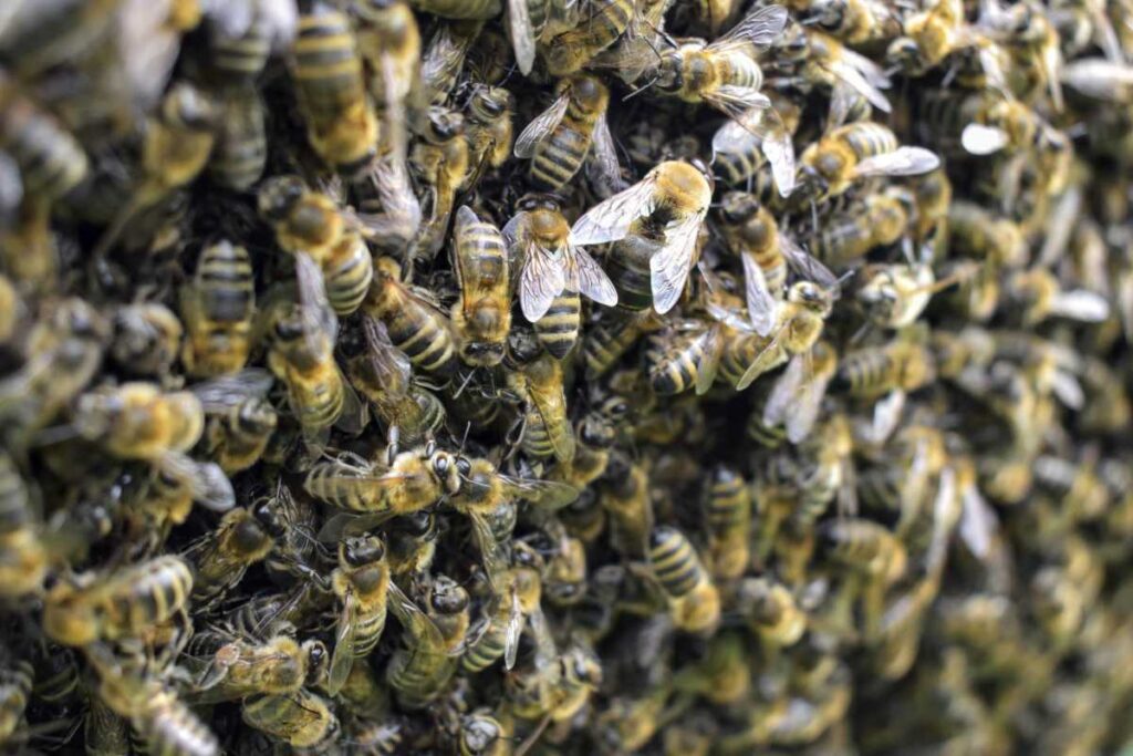a huge swarm of bees piled up