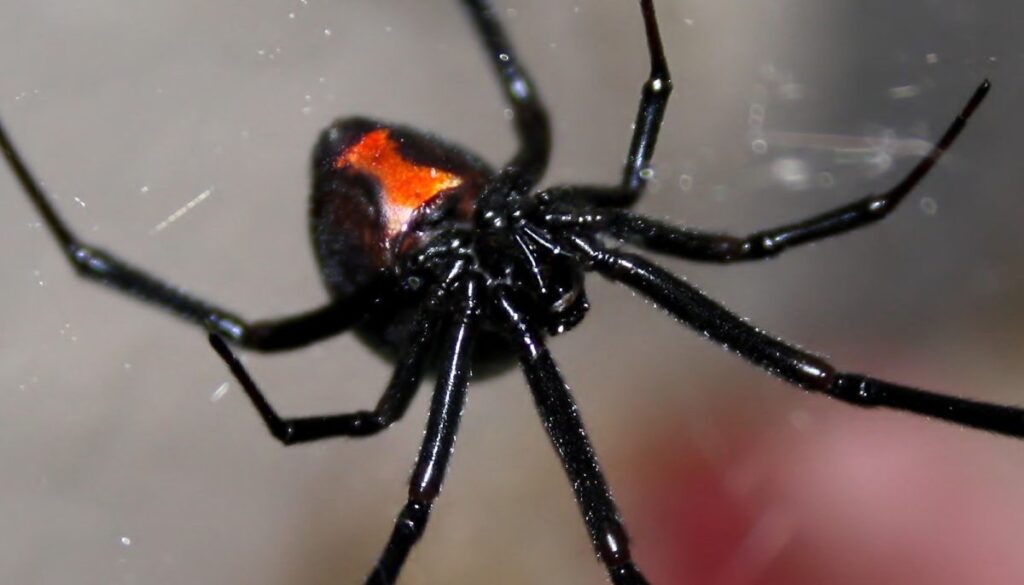 a close up photo of a black widow spider