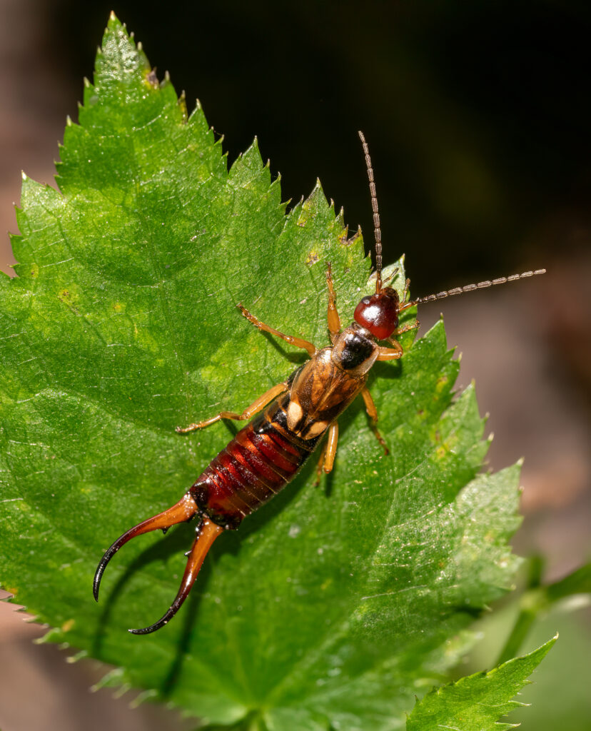 earwig on leaf